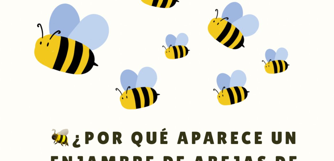 Post de Instagram Abejas - 1