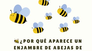 Post de Instagram Abejas - 1