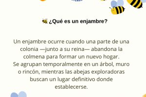 Post de Instagram Abejas - 3