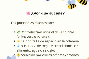Post de Instagram Abejas - 4