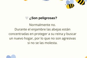 Post de Instagram Abejas - 5