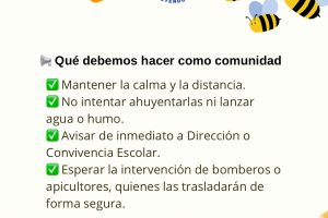 Post de Instagram Abejas - 6