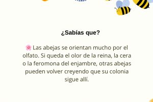 Post de Instagram Abejas - 9
